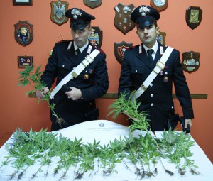 Foto stupefacente sequestrato dai Carabinieri di Messina Sud