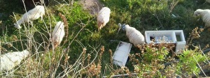 Pecore che brucano tra rifiuti ed elettrodomestici abbandonati