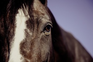 Cavallo (2)