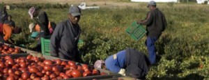 lavoratori_immigrati_agricoltura_campagna