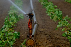 Irrigazione agricoltura campagna