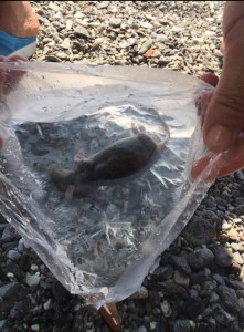 Un topo su una spiaggia di Milazzo