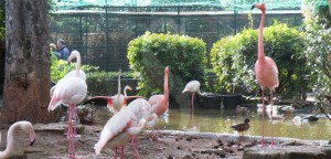 Parco ornitologico Palermo, uccelli