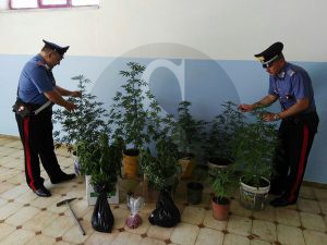 Droga piante Carabinieri