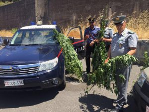 Forestali carabinieri droga Sicilians