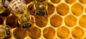 apicoltura api Sicilians
