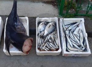 Messina pesce abusivi Sicilians